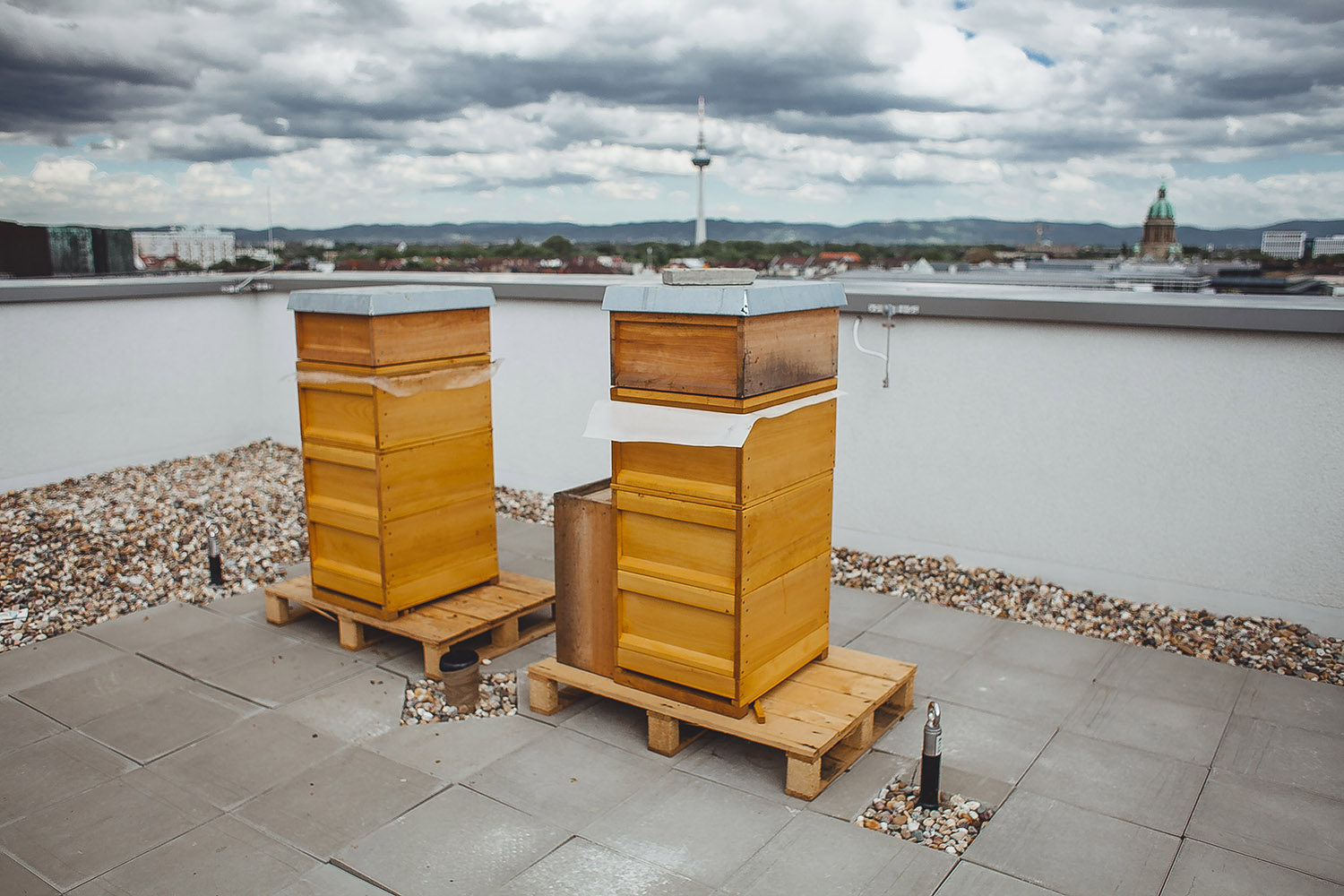 Guter Honig: Bienenkästen auf dem Dach des Radisson Blu Hotel, Mannheim